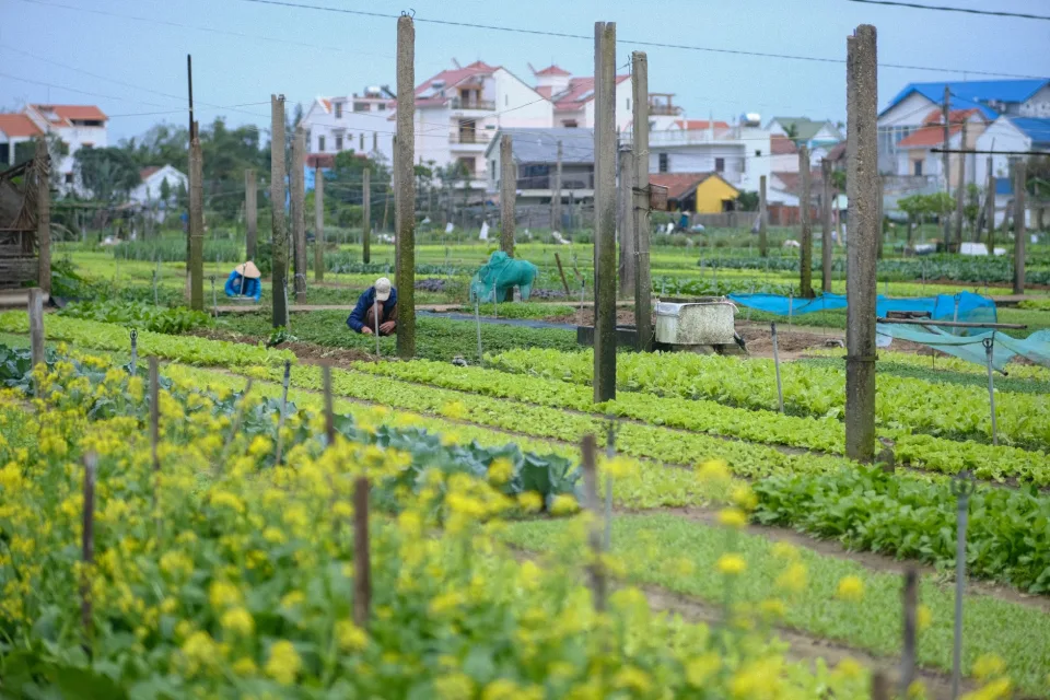Vườn cây ăn trái