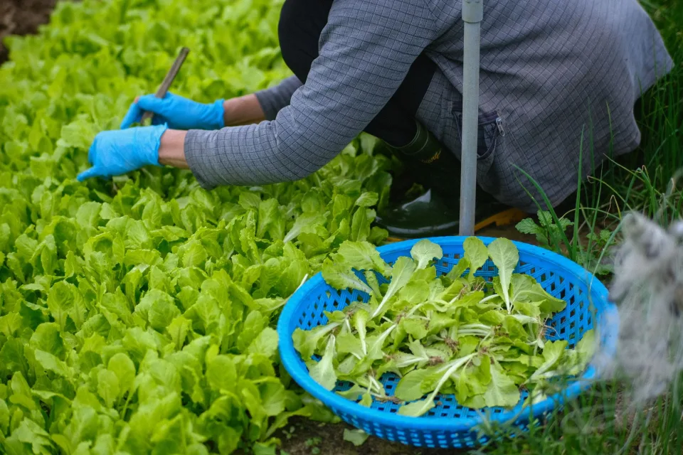 Máy cày đang làm đất